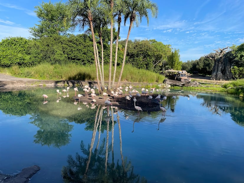 Disney's Animal Kingdom/ Foto: Diana Espinoza