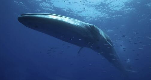 Canadá prohíbe captura y cría de delfines y ballenas