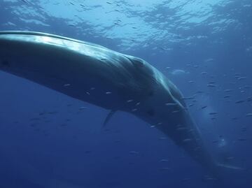 Canadá prohíbe captura y cría de delfines y ballenas