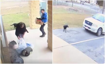 "Este video es difícil de ver". Captan a pareja abandonando a perrita y a sus crías 