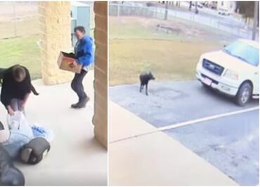 "Este video es difícil de ver". Captan a pareja abandonando a perrita y a sus crías