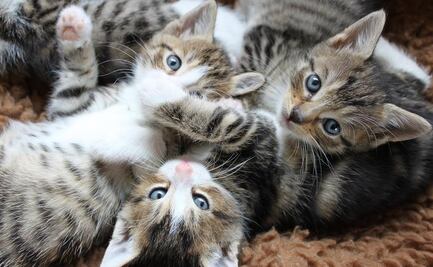 Día Internacional del Gato: cuándo es, por qué se celebra y datos curiosos