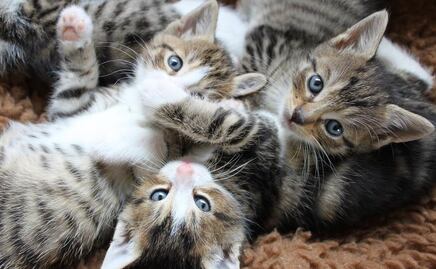 Día Internacional del Gato: cuándo es, por qué se celebra y datos curiosos