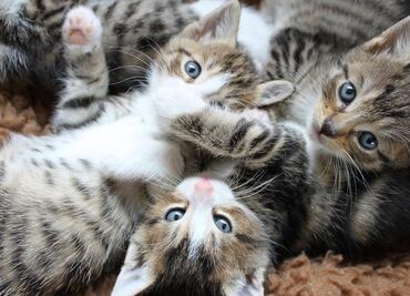 Día Internacional del Gato: cuándo es, por qué se celebra y datos curiosos