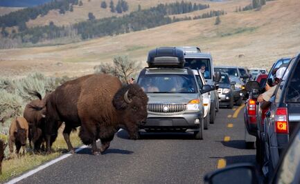 Video. Bisontes hacen correr a turistas al galopar hacia ellos en Yellowstone