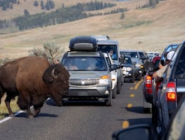 Video. Bisontes hacen correr a turistas al galopar hacia ellos en Yellowstone