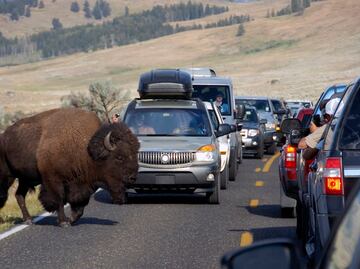 Video. Bisontes hacen correr a turistas al galopar hacia ellos en Yellowstone