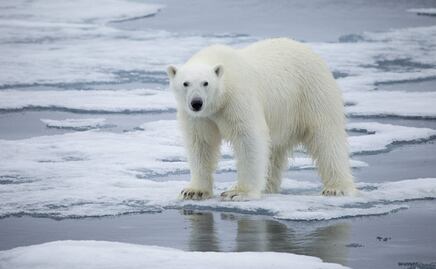 Osos polares podrían desaparecer antes de 2100 por calentamiento global