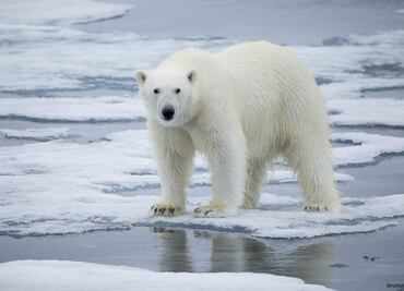 Osos polares podrían desaparecer antes de 2100 por calentamiento global