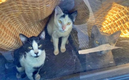 Rescatan a numerosos gatos encerrados en California