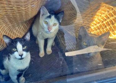 Rescatan a numerosos gatos encerrados en California