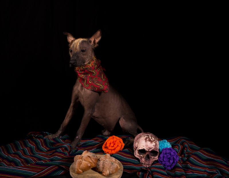 Xoloitzcuintle Día de Muertos. iStock/Aurora Uribe