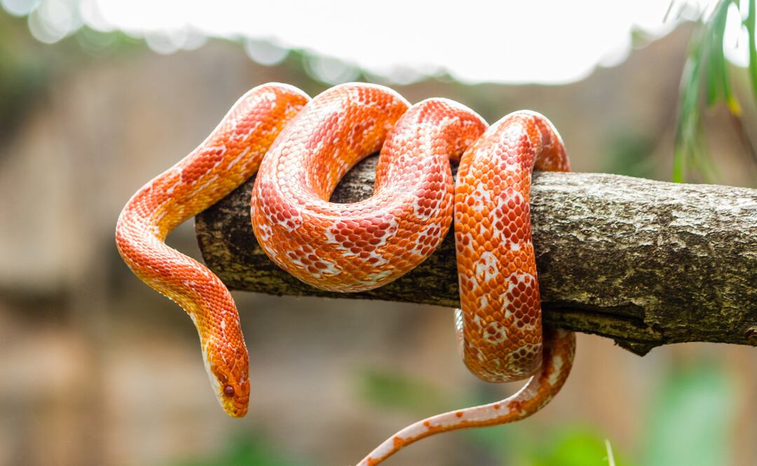 Encuentran serpientes en la bolsa de un pasajero en el Aeropuerto Internacional de Miami; ¿qué especie son? iStock/bugphai