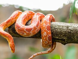 Encuentran serpientes en la bolsa de un pasajero en el Aeropuerto Internacional de Miami; ¿qué especie son?