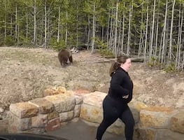 Mujer enfrenta cargos por acercarse a osos para grabar video en Yellowstone