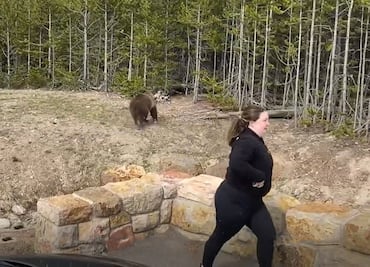 Mujer enfrenta cargos por acercarse a osos para grabar video en Yellowstone
