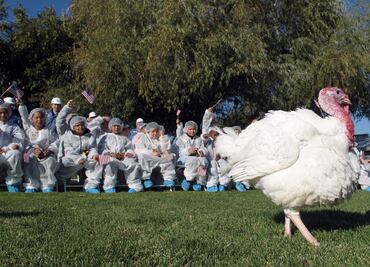 ¿Por qué el presidente de EU perdona a un pavo por Thanksgiving?