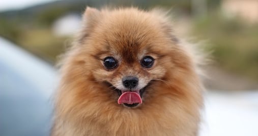 Las razas de perros que pasan más tiempo como cachorros