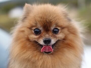 Las razas de perros que pasan más tiempo como cachorros