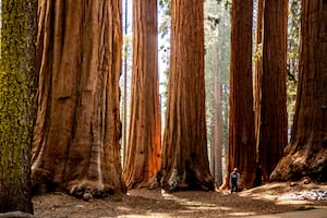 Los parques nacionales perfectos para ver secuoyas gigantes en California