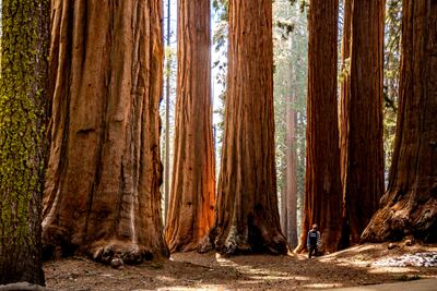 Los parques nacionales perfectos para ver secuoyas gigantes en California