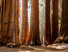 Los parques nacionales perfectos para ver secuoyas gigantes en California