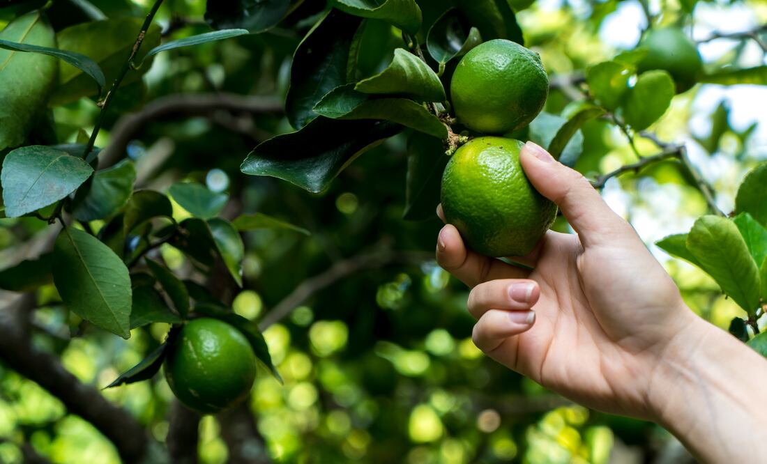 paro de empacadores limoneros en Michoacán. Foto: iSTOCK-Henrique Westin