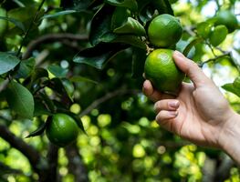 Entre 70 y 80 % de empacadoras de limón hacen paro en Michoacán por crimen organizado