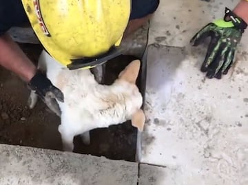 Video. Bomberos rompen el piso para rescatar a perro en California