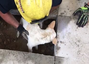 Video. Bomberos rompen el piso para rescatar a perro en California