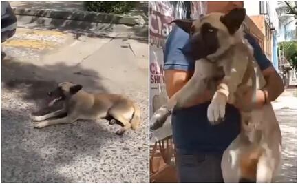 Mujer arrastra a perrito con su camioneta porque “rayó” su auto; asegura ser policía. VIDEO