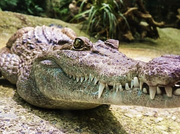 Video. Captan cocodrilo escalando valla de una base militar de Florida