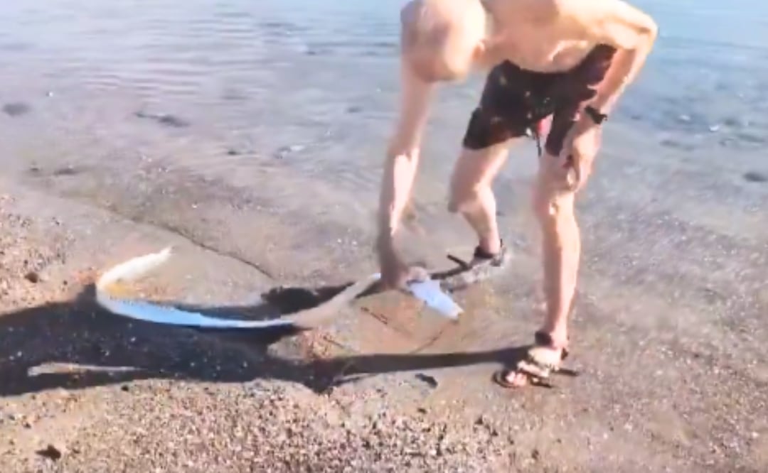 Avistamiento del pez remo gigante en playas de México preocupa a los habitantes. ¿Es peligroso el “pez del fin del mundo”? Foto: Captura redes sociales