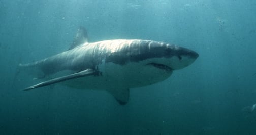  Cierran playa de Massachusetts por presencia de tiburones blancos