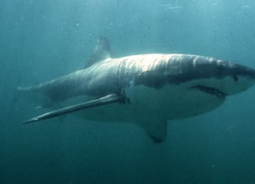 Cierran playa de Massachusetts por presencia de tiburones blancos