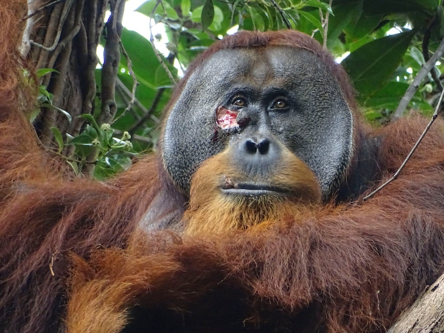 Orangután sorprende a científicos al tratar su propia herida con medicina de plantas tropicales EFE/ Armas / Suaq Project