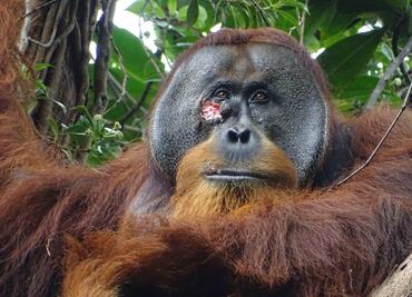 Orangután sorprende a científicos al curar su herida con plantas tropicales. VIDEO