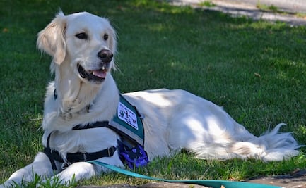TSA prohíbe animales de apoyo emocional en vuelos