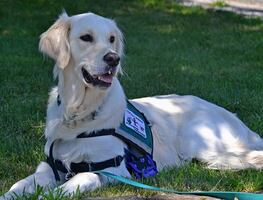 TSA prohíbe animales de apoyo emocional en vuelos
