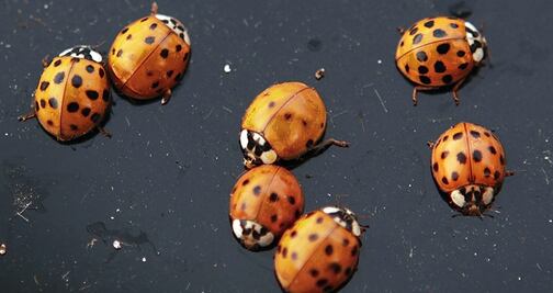 Mega enjambre de catarinas es detectado por radar en California