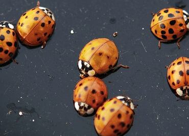 Mega enjambre de catarinas es detectado por radar en California