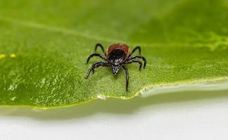 El peligroso virus identificado en garrapatas que puede matar a adultos mayores