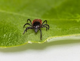 El peligroso virus identificado en garrapatas que puede matar a adultos mayores