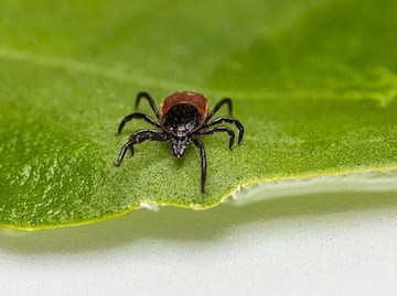 El peligroso virus identificado en garrapatas que puede matar a adultos mayores