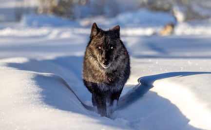 El tour inmersivo con el que podrás pasar un día con los lobos de Yellowstone