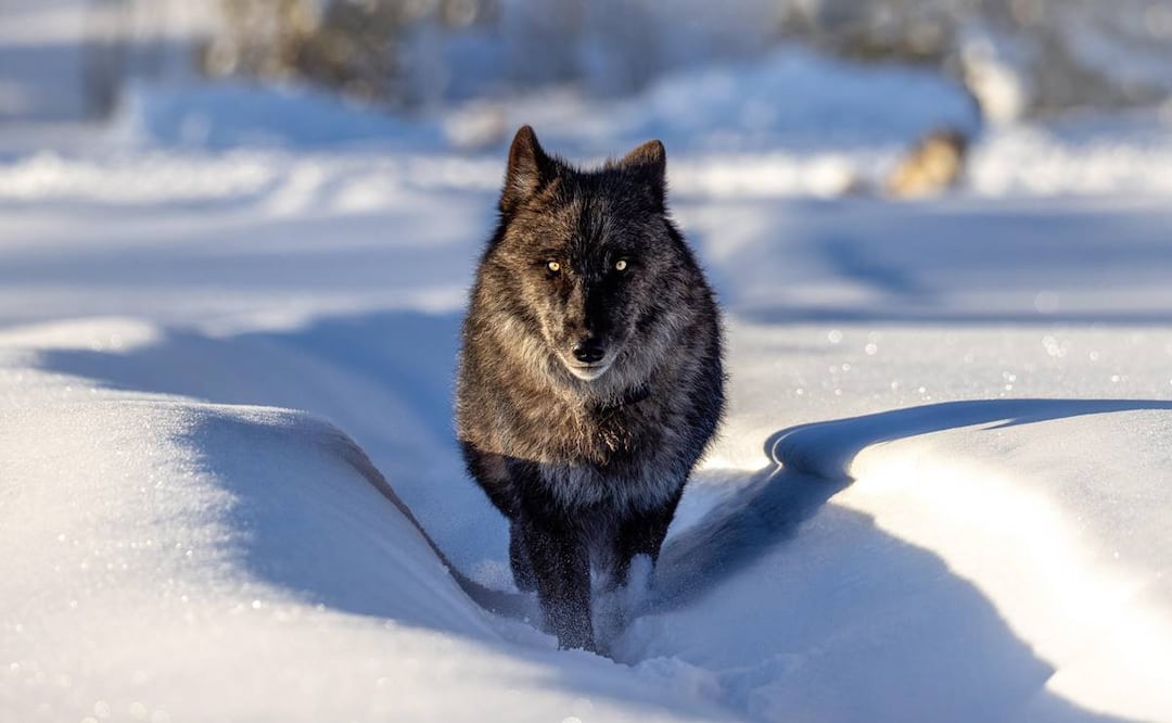 Foto: Cortesía Jackson Hole Wildlife Safaris