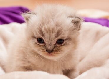 Retiran latas de alimento para gatos por riesgo de asfixia