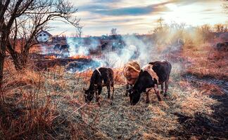Tragedia animal en Texas; mueren 18 mil vacas en incendio de granja