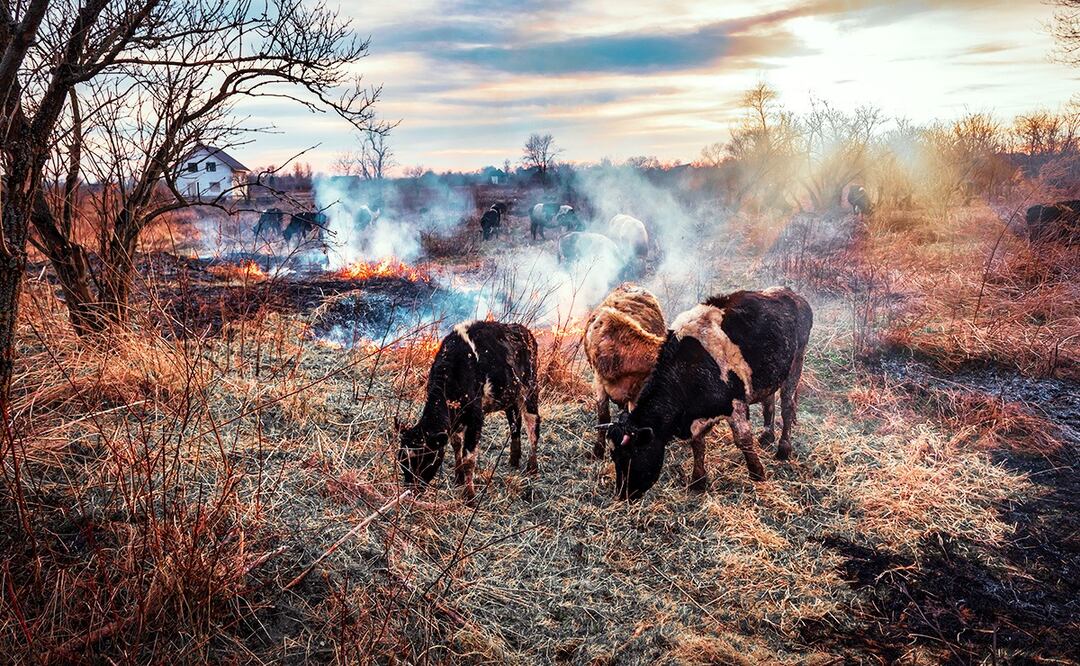 Tragedia animal en Texas; mueren 18 mil vacas por incendio en granja. Foto iStock/ vovashevchuk