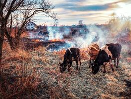 Tragedia animal en Texas; mueren 18 mil vacas en incendio de granja